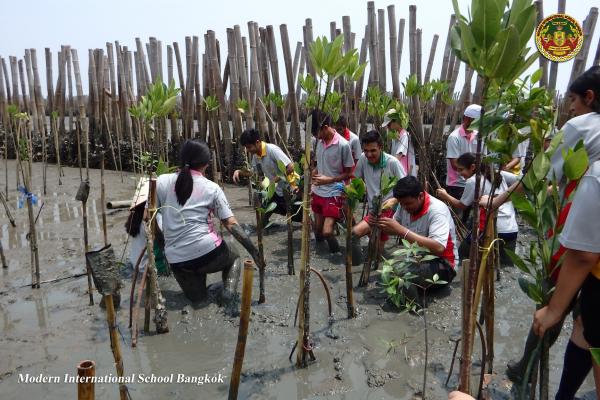 Community Service Mangrove Planting (Year 13)